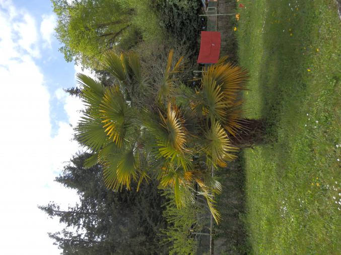 Donne grand palmier