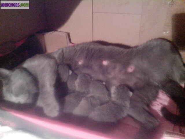 Chatons Chartreux Pure Race