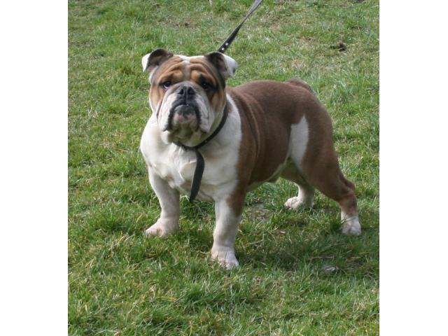  Très beau mâle bulldog anglais de couleur Fauve