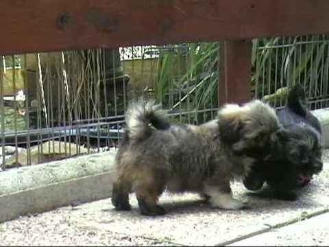 Impecable chiots lhassa apso