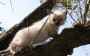 Magnifiques chatons de race ragdoll a donner contre tendresse urgent