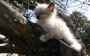 Magnifiques chatons de race ragdoll a donner contre tendresse urgent