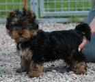 2 adorables chiots yorkshire terrier cherchent famille d,adoption urge