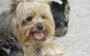 2 adorables chiots yorkshire terrier cherchent famille d,adoption urge