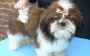Chiot type shih tzu a donner contre grand amour