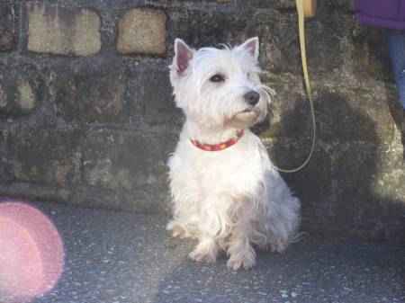 Chiots westie a donner contre grand soin
