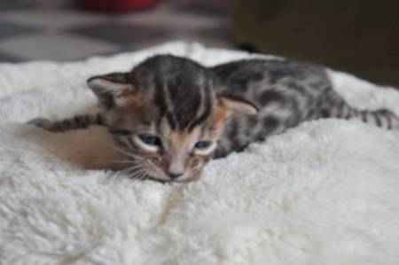 Adorables chatons bengal a donner contre grand amour