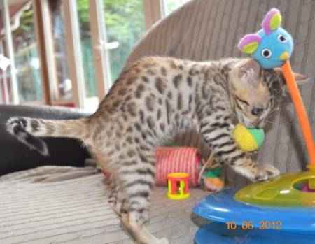 Adorables chatons bengal a donner contre grand amour