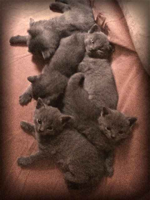 A reserver 2 jolies chatons chartreux
