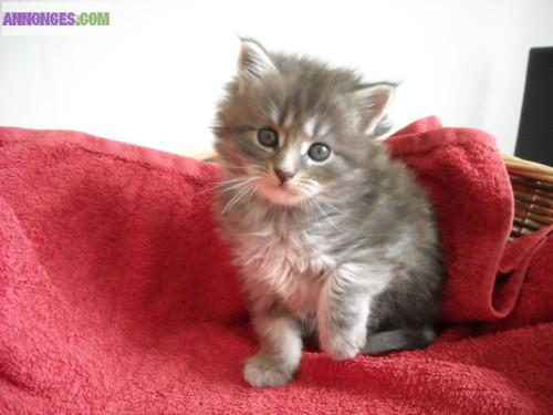 Adorables Chaton Maine Coon disponible.
