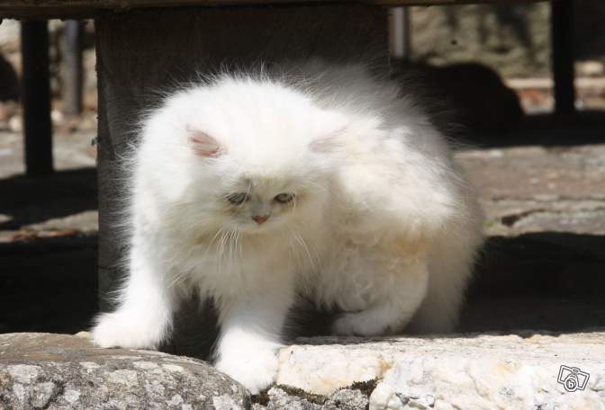 Magnifque chaton persan a adopter