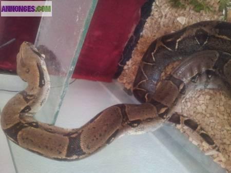 Serpent boa constrictor 2m50 + terrarium