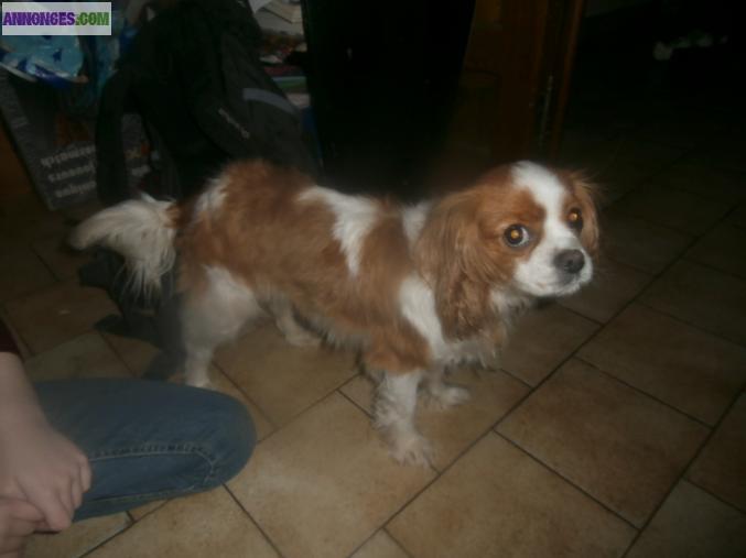 Vend cavailier king charles