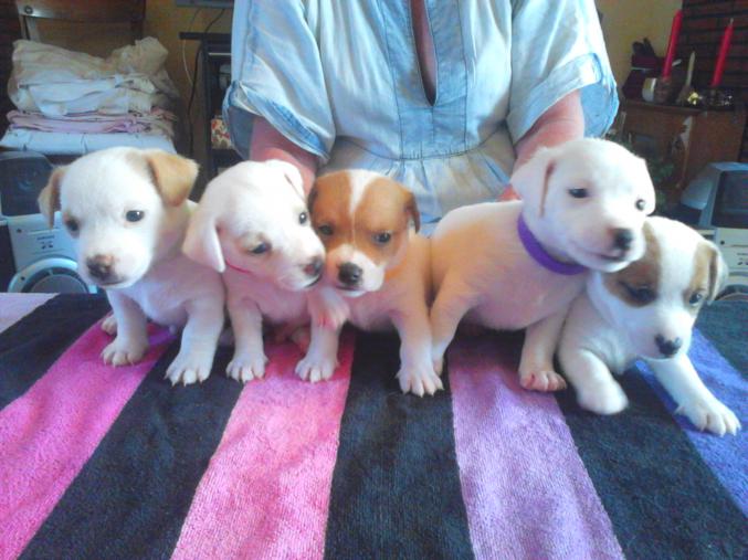 JACK RUSSEL CHIOTS