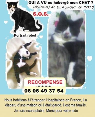 Chat noir et blanc ou bicolore perdu sur RIEUMES/BEAUFORT (LAC) dans le département de la Haute-Garonne (31).