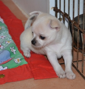 Offre adorable chiot chihuahua femelle Lof