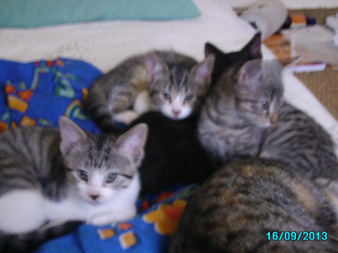 Donne 6 chatons