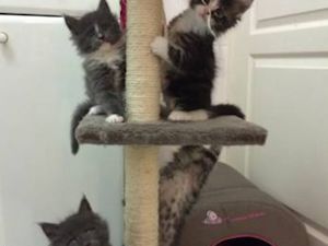 5 beaux chatons maine coon cherchent une famille
