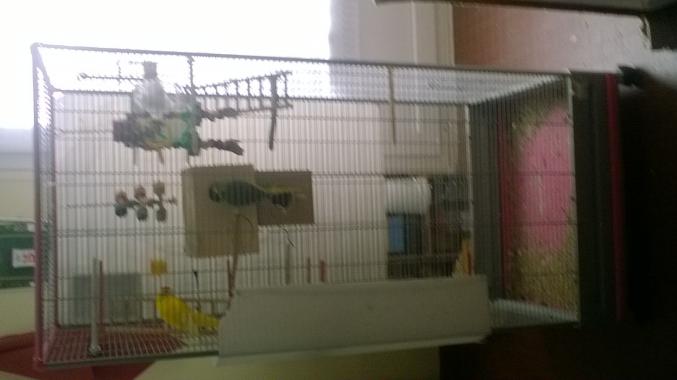 Cage a oiseaux