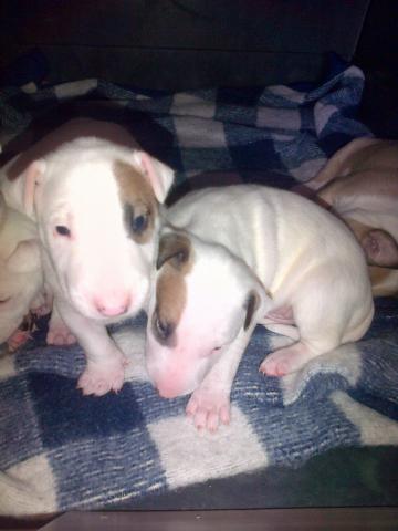 Chiots type Bull Terrier