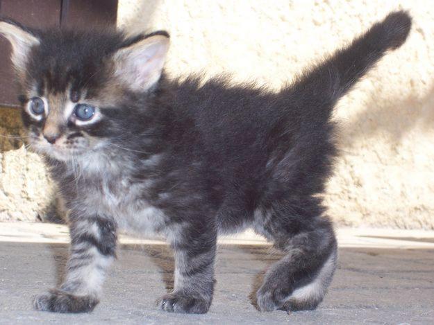 Chatons Maine Coon pure race a donner.