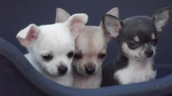 Chiots type chihuahua  poils court