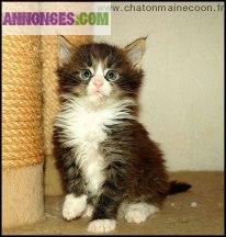 Chatons Maine Coon LOOF