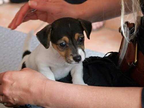 CHIOTS JACK  RUSSELL