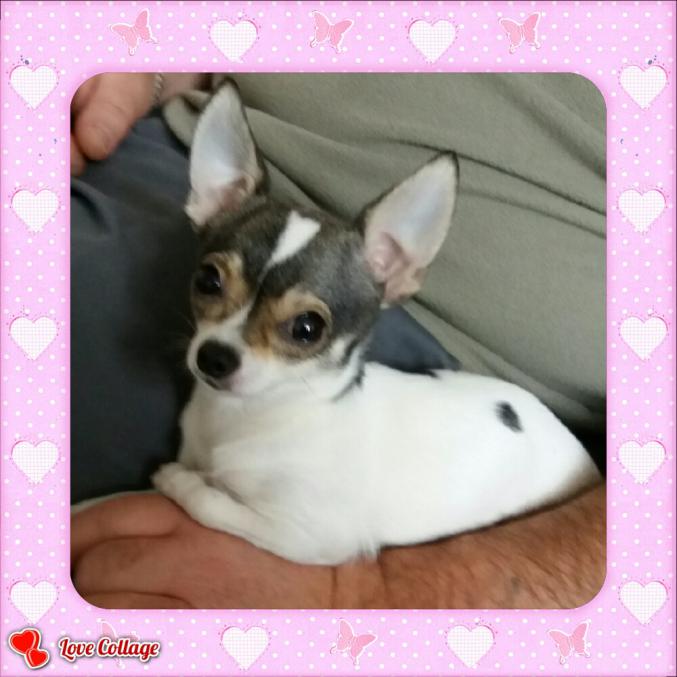 Mini Chihuahua pour saillie