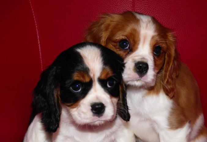 Deux chiots cavalier king charles