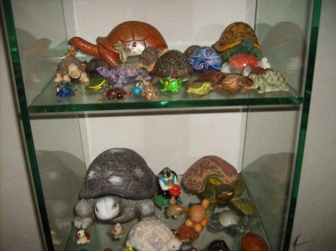 Collection de tortues