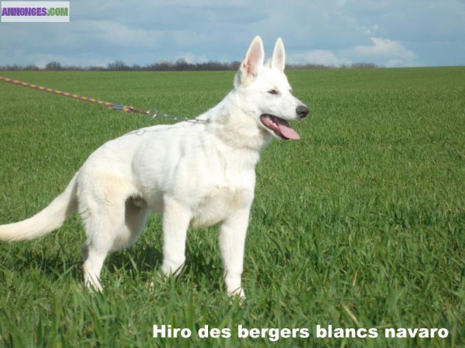 Berger Blanc Suisse LOF