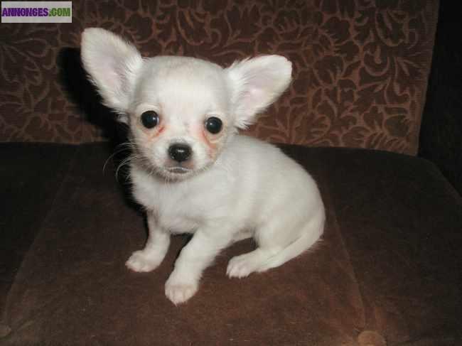 Chiot de Type chihuahua femelle a reserver