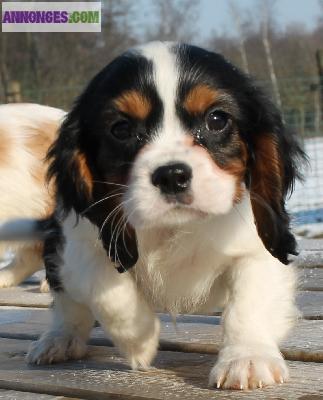 Chiots de type cavaliers king charles