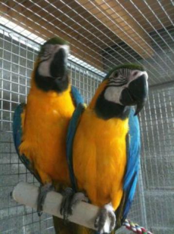   adorable couple de perroquets ara ararauna