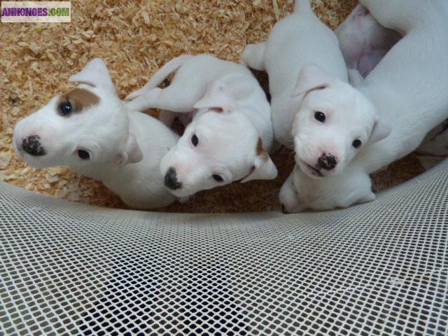 Vends chiots Jack Russell
