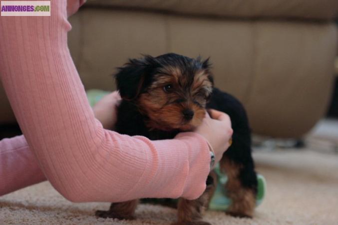 Adorable Chiots Yorkie