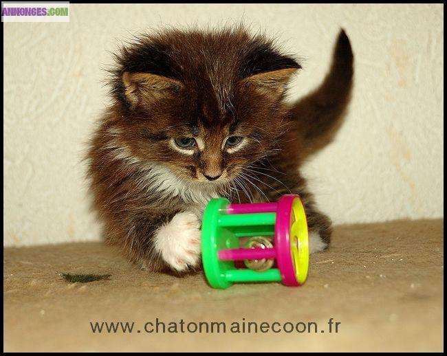 Chatons Maine Coon LOOF