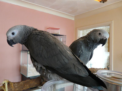 Couple perroquets gris du Gabon