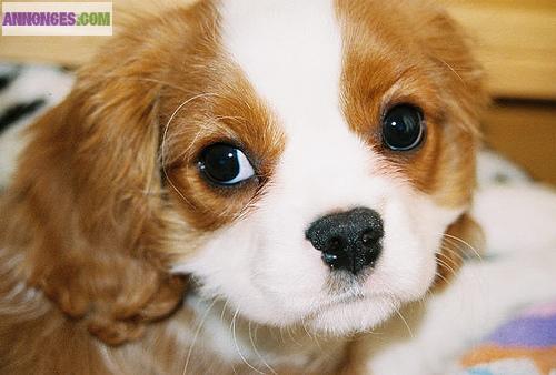 Chiots de type cavaliers king charles