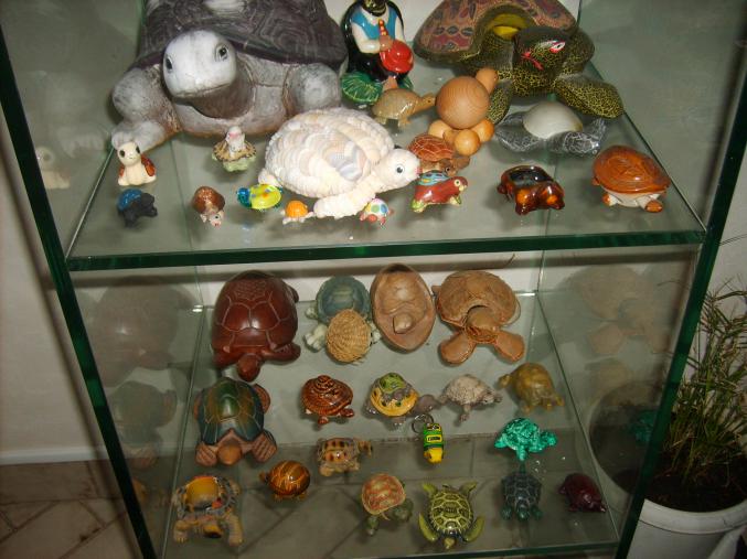 Collection de tortues