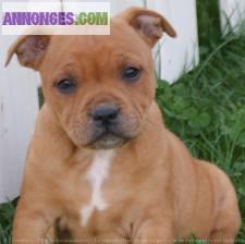 Chiot de type staffordshire bull terrier a adopter
