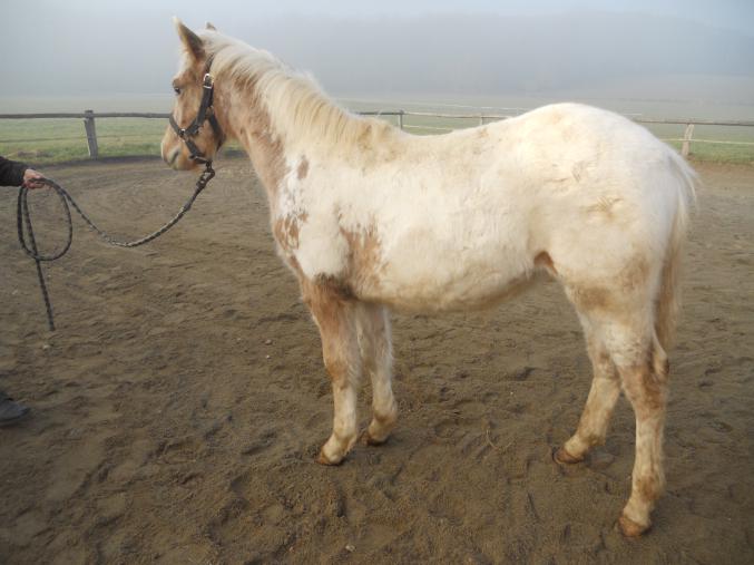Poulain Appaloosa x Paint horse.