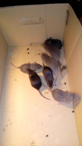 Bébés rats cherchent une famillle