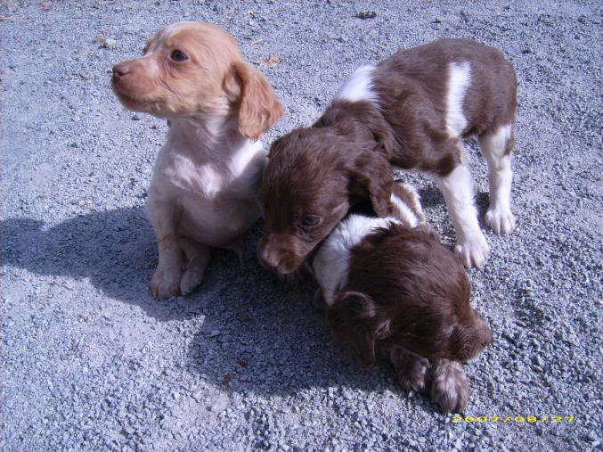CHIOTS MALES TYPE EPAGNEUL BRETON A RESERVER