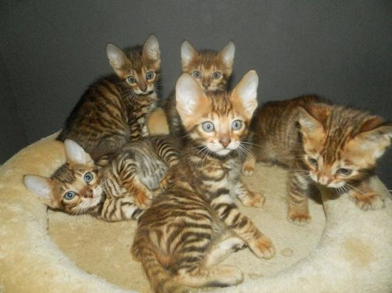 Quatre chatons toyger a adopter