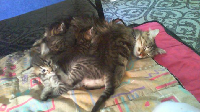 Chats et chatons à l'adoption