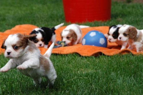 Chiots cavalier king charles a placer