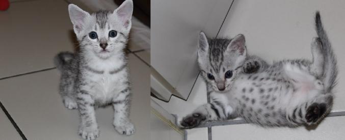 A réserver, 2 magnifiques chatons Mau Egyptien