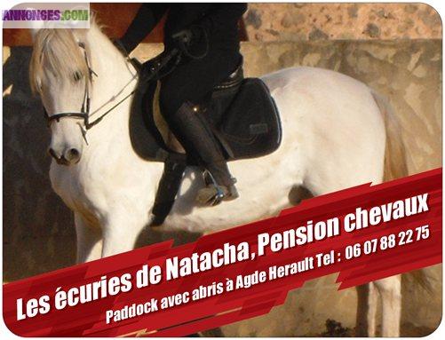Pension paddock chevaux